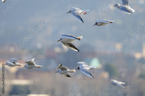 Stormo di gabbiani in volo 