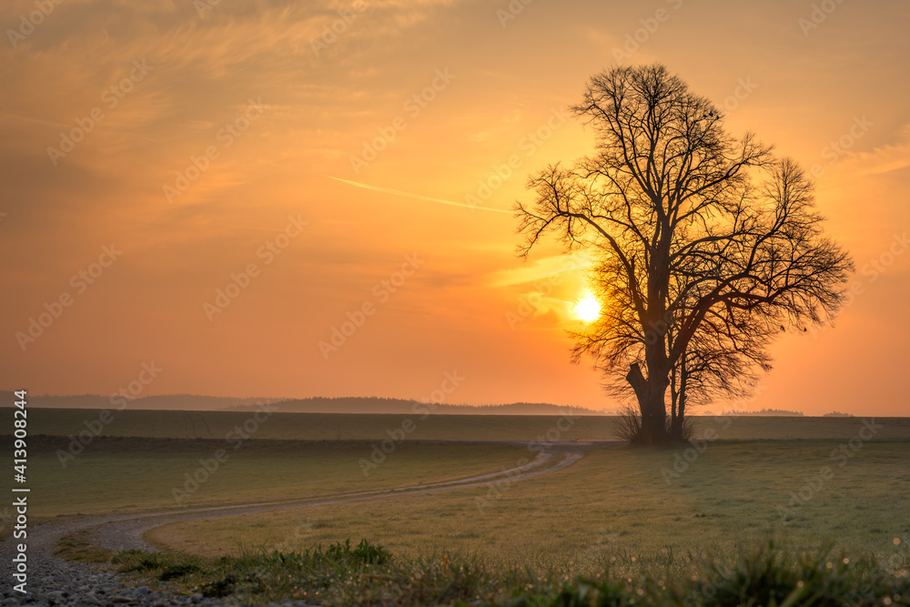  Gravel path leads to a single tree in foggy morning mood in the sunrise