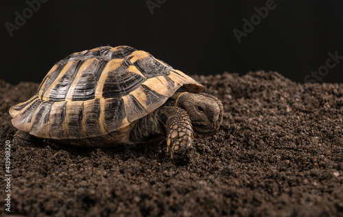 Fototapeta Naklejka Na Ścianę i Meble -  Eastern Hermann's tortoise, European terrestrial turtle, Testudo hermanni boettgeri, turtle on a black background and garden soil