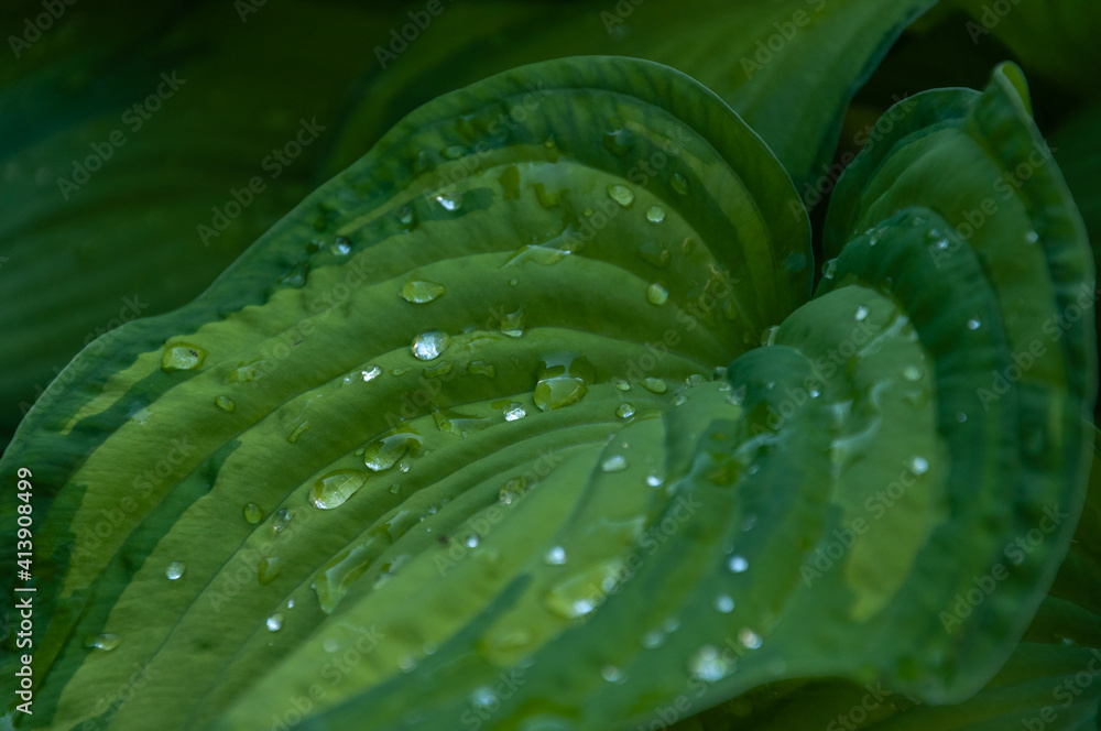 Fototapeta premium Full frame shot of green leaf plant hosta with water drops for background