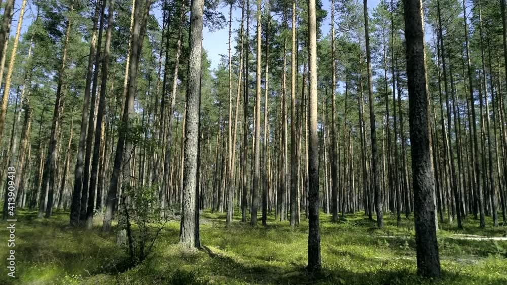 Forward drone motion into beautiful evergreen forest with long pine trees and green grass, sunny summer day