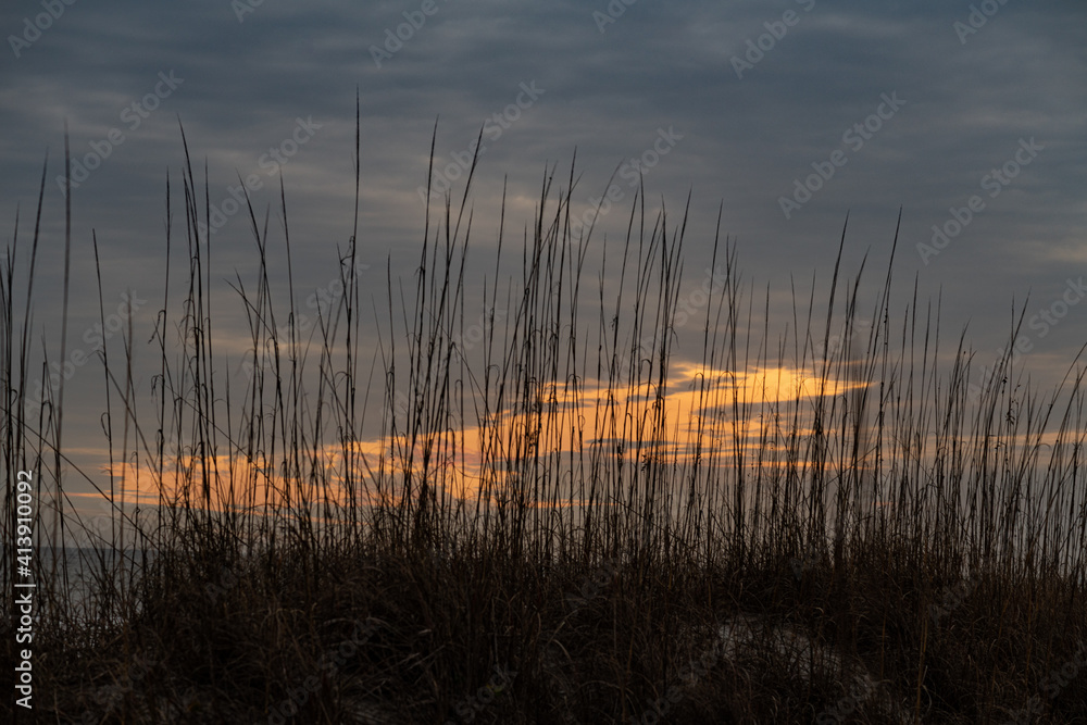 orange sky behind the grass orange sky behind the grass