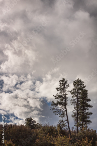 clouds over the forest