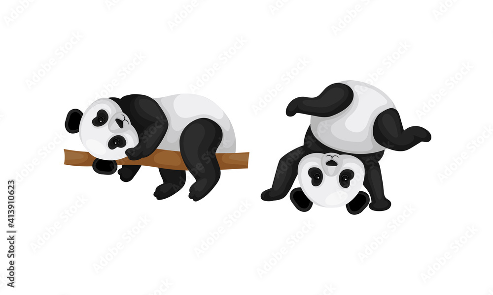 Black and White Panda Bear or Giant Panda with Patches Around its Eyes and Ears Lying on Tree Branch Vector Set Black and White Panda Bear or Giant Panda with Patches Around its Eyes and Ears Lying on Tree Branch Vector Set