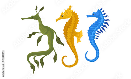 Sea Horse as Small Marine Fish with Bony Armour and Curled Prehensile Tail Vector Set