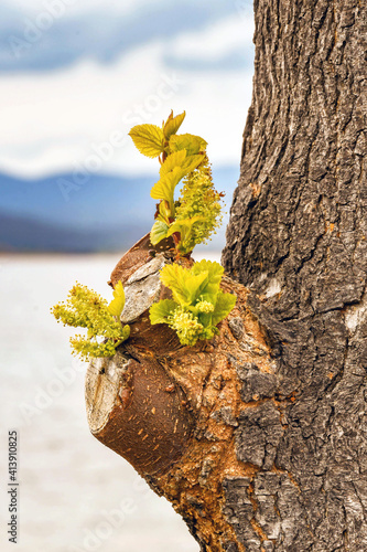 Green shoots from regrowth on the stump of a pruned tree