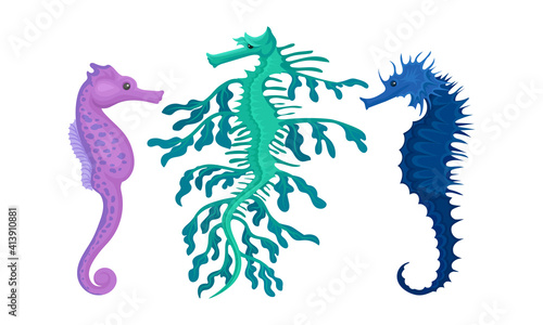 Sea Horse as Small Marine Fish with Bony Armour and Curled Prehensile Tail Vector Set