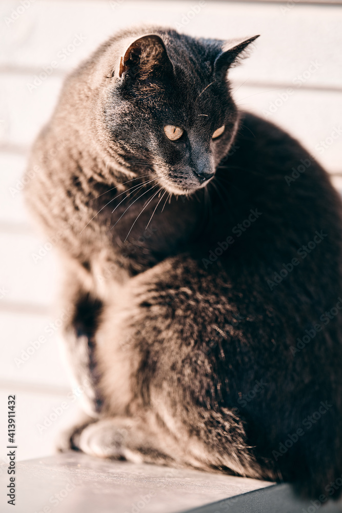 A beautiful cat sits in the sun in golden hour and catches some amazing back light. The fur shines up in the sun and the cat enjoys the heat from sun light. 