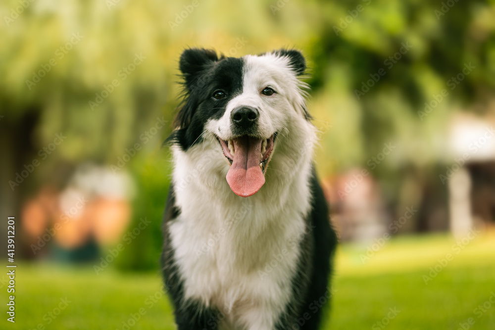 Front shot of a young black and white border collie standing in a lush green garden
