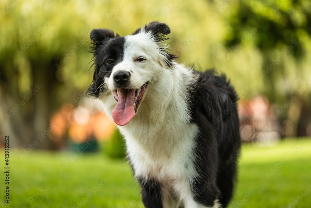 Young black and white border collie standing in a lush green garden