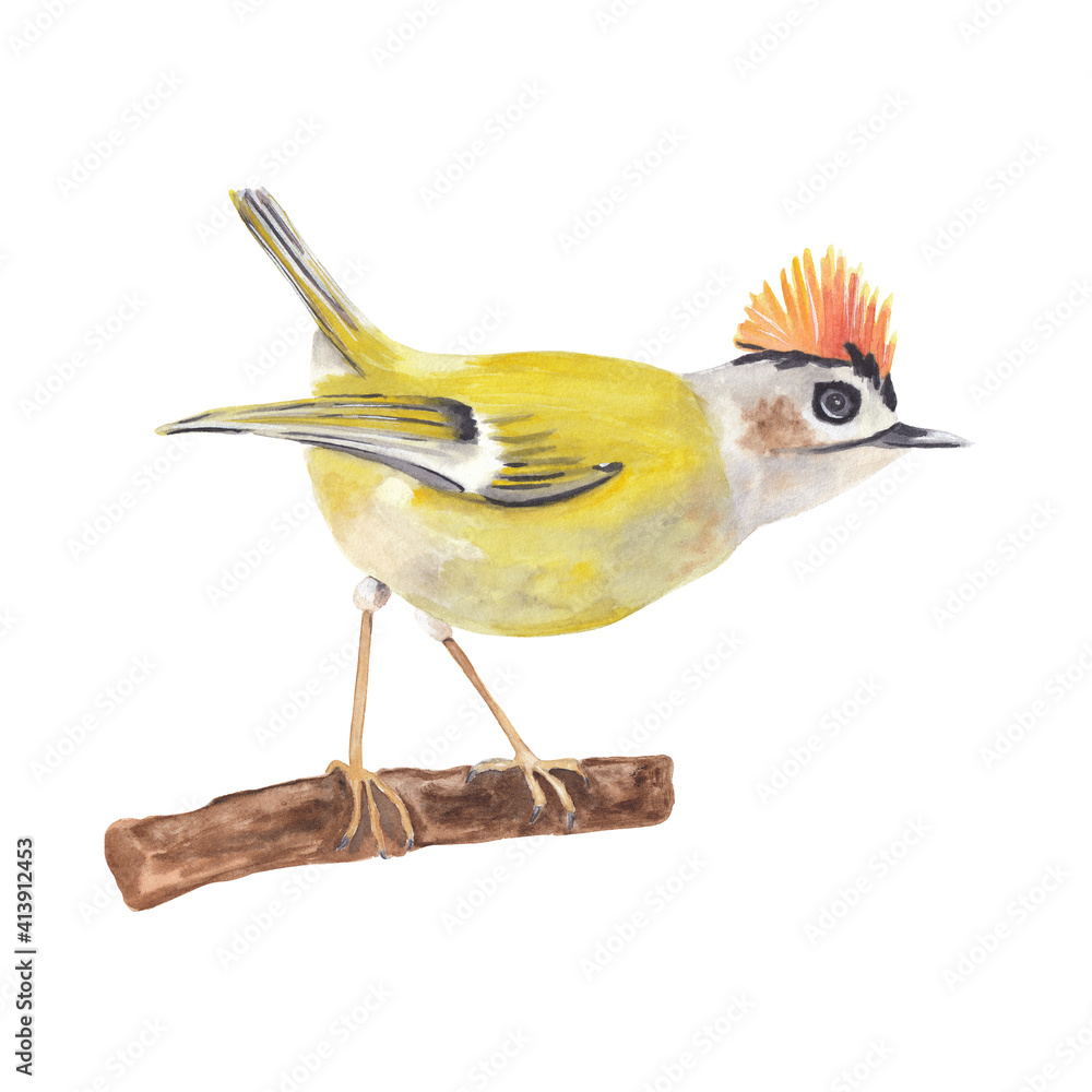 Fototapeta premium Watercolor bird illustration isolated on white background. Yellow flamecrest bird. Hand drawn hand painted watercolor clipart great for post card, invitations, posters 
