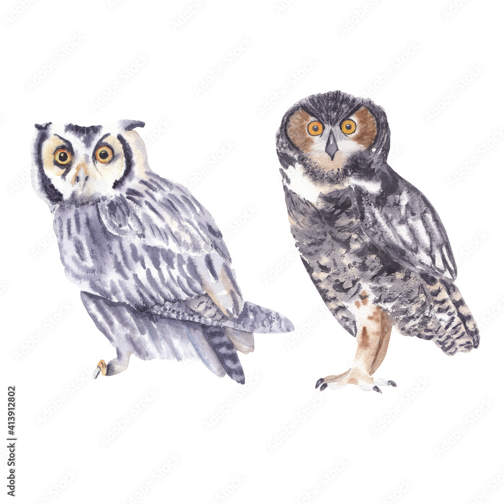 Fototapeta premium Watercolor bird drawings isolated on white background Watercolor clip art Cute realistic owls in gray colors Halloween watercolor clipart Animals