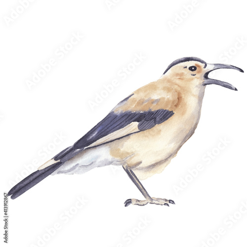 Watercolor bird drawing isolated on white background Watercolor clip art Cute realistic exotic bird in brown colors