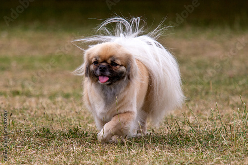 Konstfotografi Tibetan Spaniel