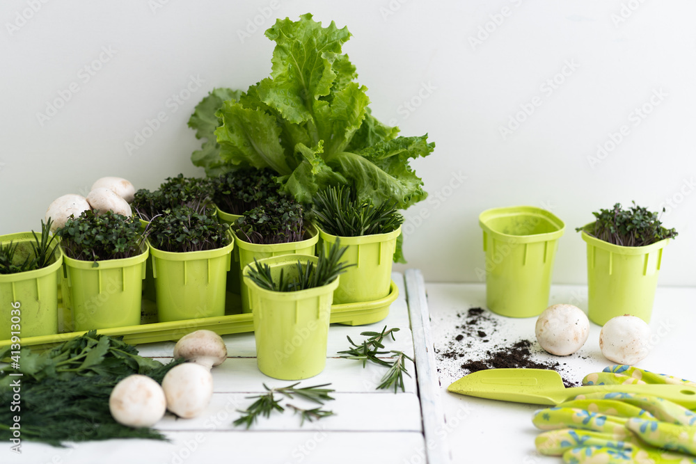 Growing seedlings and vegetables provide themselves with products on their site. ECO food. Concept of self isolation during a pandemic COVID-19. Green and white flat lay. Growing seedlings and vegetables provide themselves with products on their site. ECO food. Concept of self isolation during a pandemic COVID-19. Green and white flat lay.