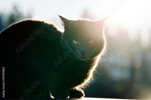 A beautiful cat sits in the sun in golden hour and catches some amazing back light. The fur shines up in the sun and the cat enjoys the heat from sun light. 