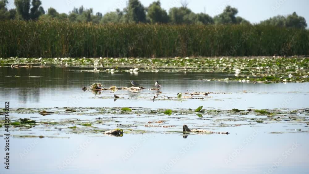 Many seagulls sitting on wetland in the Dnipro basin on a sunny day in summer Many seagulls sitting on wetland in the Dnipro basin on a sunny day in summer