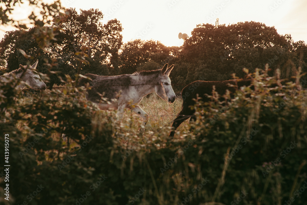 Obraz premium A beautiful gray donkey in a green pasture walking