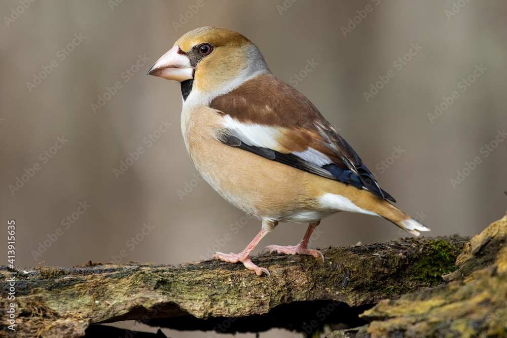 Hawfinch (Coccothraustes coccothraustes) on a branch Hawfinch (Coccothraustes coccothraustes) on a branch