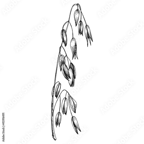 Ears and grain of oat. Monochrome vintage hand drawn hatching illustration