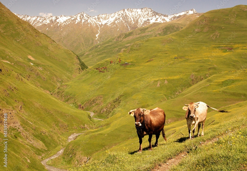 Fototapeta premium Cows overlooking a mountain valley