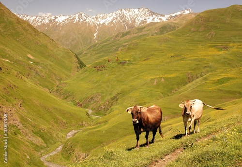 Cows overlooking a mountain valley