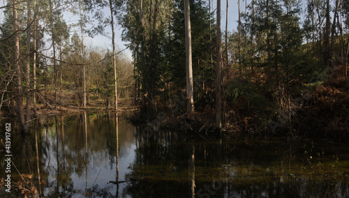 Bosque com pequeno lago e reflexo das árvores na água - ambiente de primavera depois de dias chuvosos