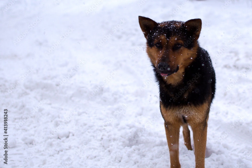portrait of a young dog on motion blur of snowfall