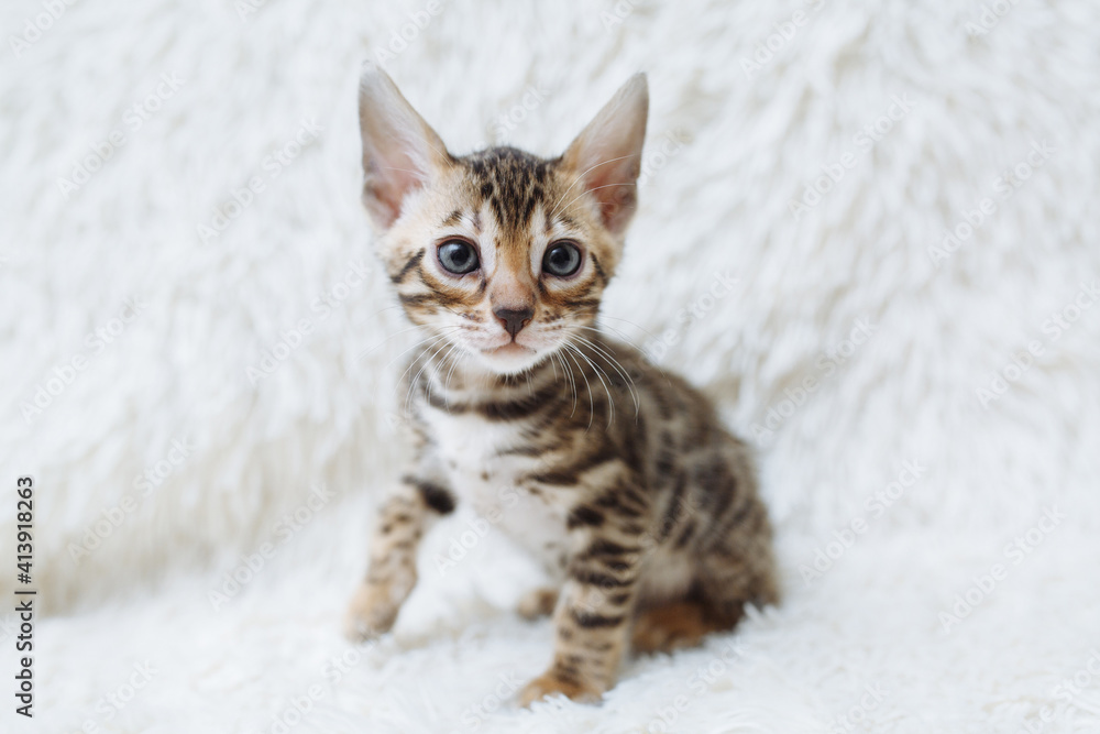 Little fluffy bengal kitten on the white background with place for your text. Young beautiful purebred short haired kitty