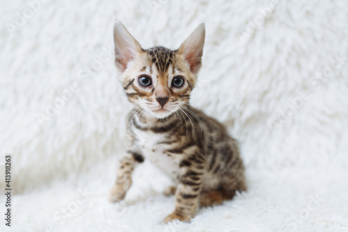 Little fluffy bengal kitten on the white background with place for your text. Young beautiful purebred short haired kitty