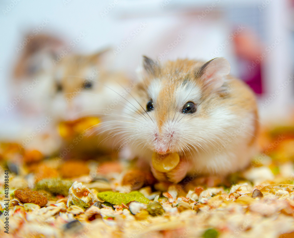 Roborovski hamster Roborovski hamster