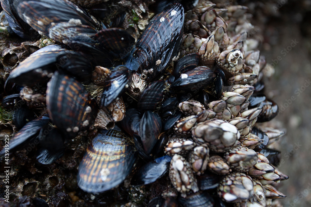 mussels and Barnacles on reef mussels and Barnacles on reef