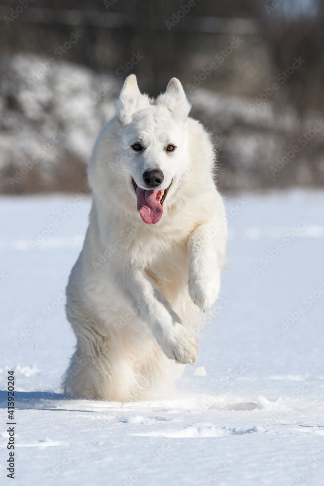 White Swiss Shepherd dog running on snow White Swiss Shepherd dog running on snow