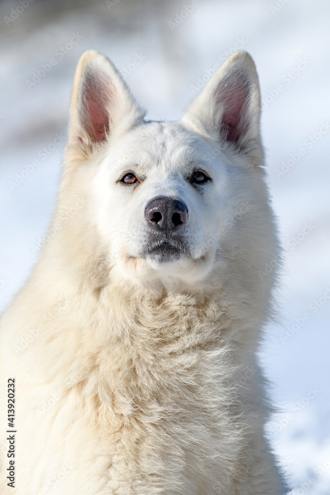 White Swiss Shepherd dog running on snow White Swiss Shepherd dog running on snow