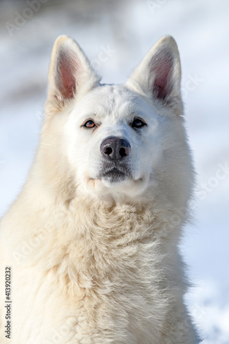 White Swiss Shepherd dog running on snow