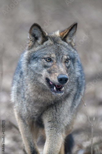 Close up portrait wolf in winter forest background