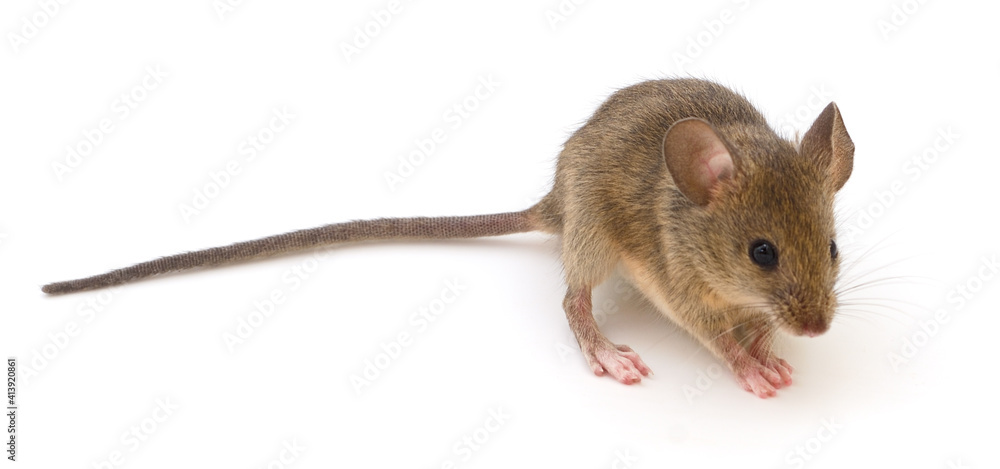 Wood mouse on white. Wood mouse on white.