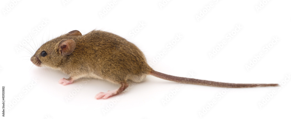 Wood mouse on white.