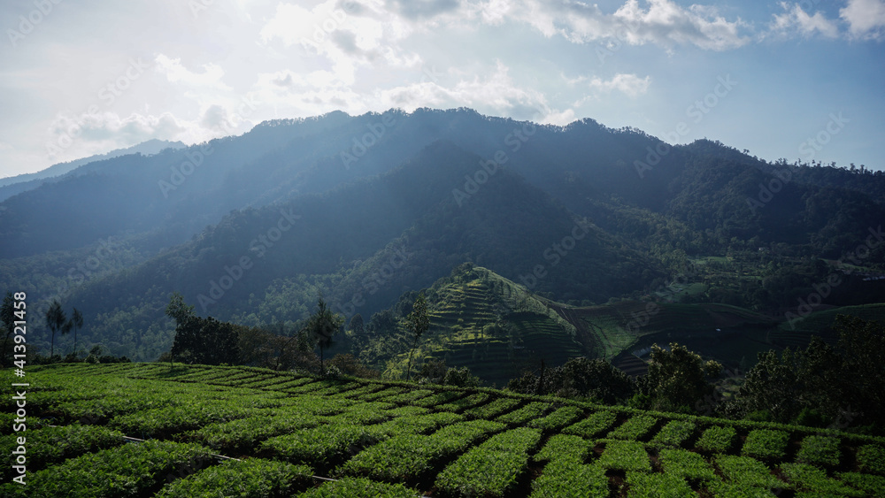 Agricultural Plantations terracing the slopes of the Mountains, Brakseng, Cangar, Batu City, East Java