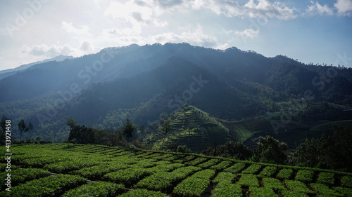 Agricultural Plantations terracing the slopes of the Mountains, Brakseng, Cangar, Batu City, East Java