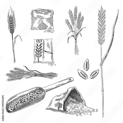 Wheat grain sketch collection. Hand drawn black and white set of wheat grains plants. Agriculture, organic farming and healthy food symbols. Vector template for food package or bakery design elements