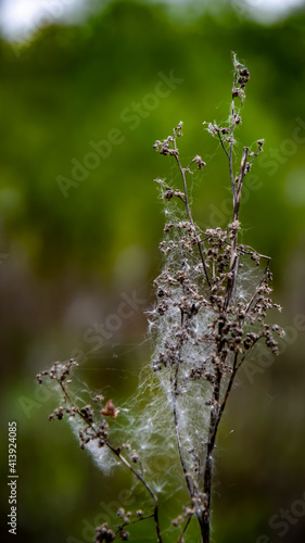 pajęczyna na roślinie o poranku