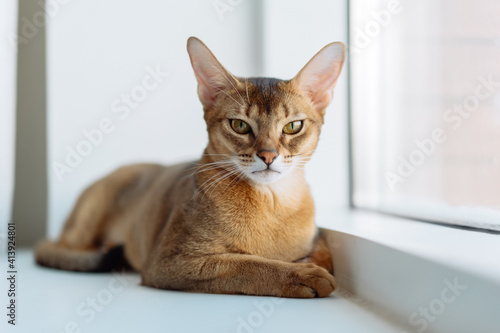 Fototapeta Naklejka Na Ścianę i Meble -  Portrait of an Abyssinian cat at home. Cute kitty resting on the windowsill