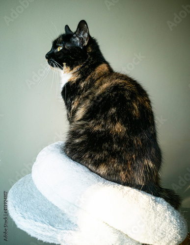 portrait of a sitting tortoiseshell cat photo