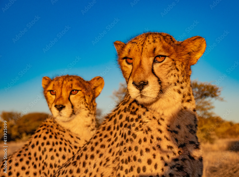 Fototapeta premium Cheetahs at sunset