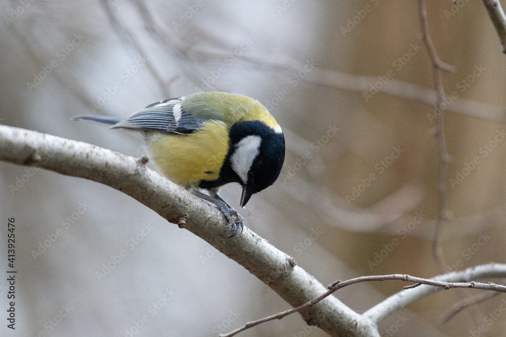 Fototapeta premium Kohlmeise (Parus major)
