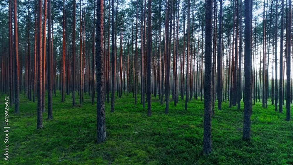 Beautiful nature, backward motion into picturesque forest with long trees trunks, illuminated purple bark stalks and lush green grass Beautiful nature, backward motion into picturesque forest with long trees trunks, illuminated purple bark stalks and lush green grass