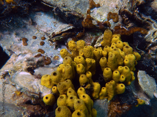 Chimney like sponge species in the Adriatic sea photo