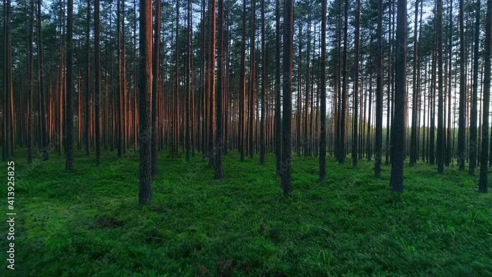 Forward motion view on evergreen woods with parallel thin trees stems, pristine nature with illuminated red bark pine stalks and lush green grass Forward motion view on evergreen woods with parallel thin trees stems, pristine nature with illuminated red bark pine stalks and lush green grass