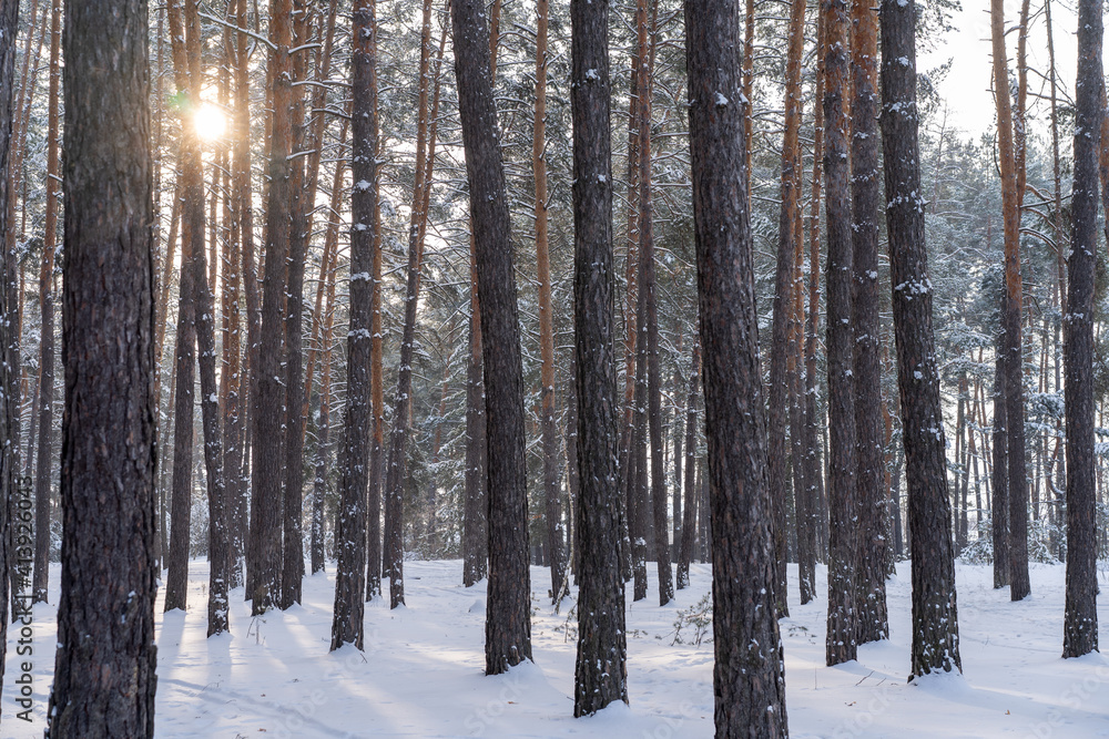 Fototapeta premium Early spring landscape of the snow in the pine forest. Landscape only tree trunks